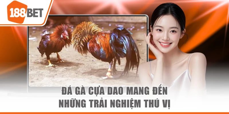 Đá Gà Cựa Dao Mang Đến Những Trận So Tài Kịch Tính Nhất Đá gà cựa dao mang đến những trải nghiệm thú vị