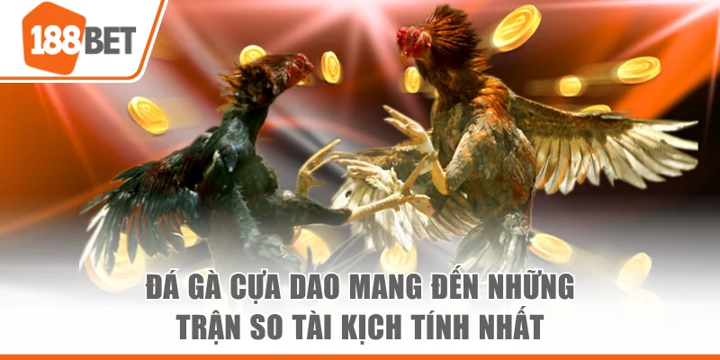 Đá Gà Cựa Dao Mang Đến Những Trận So Tài Kịch Tính Nhất đá gà cựa dao