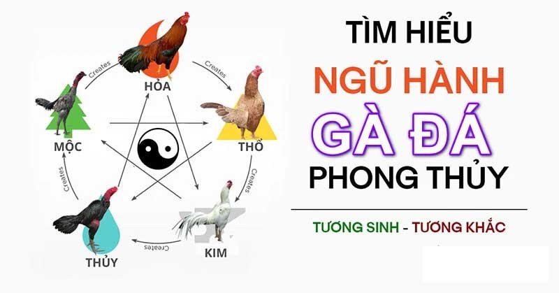 Màu Mạng Đá Gà - Hướng Dẫn Cách Xem Chi Tiết Theo Phong Thuỷ Người chơi căn cứ đối thủ nên chọn màu gà chiến