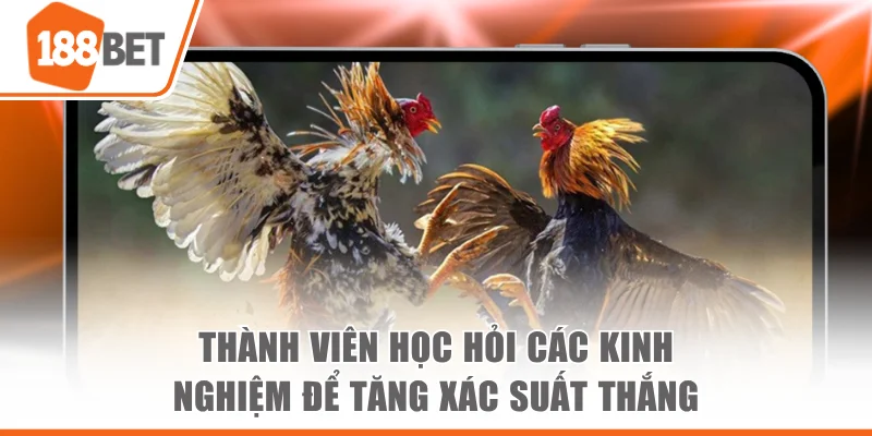 Đá Gà Cựa Dao Mang Đến Những Trận So Tài Kịch Tính Nhất Thành viên học hỏi các kinh nghiệm để gia tăng xác suất thắng